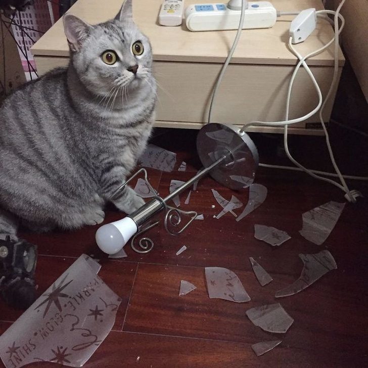Безумные коты, которые плевать хотели на ваш авторитет)) Безумные коты, которые плевать хотели на ваш авторитет))