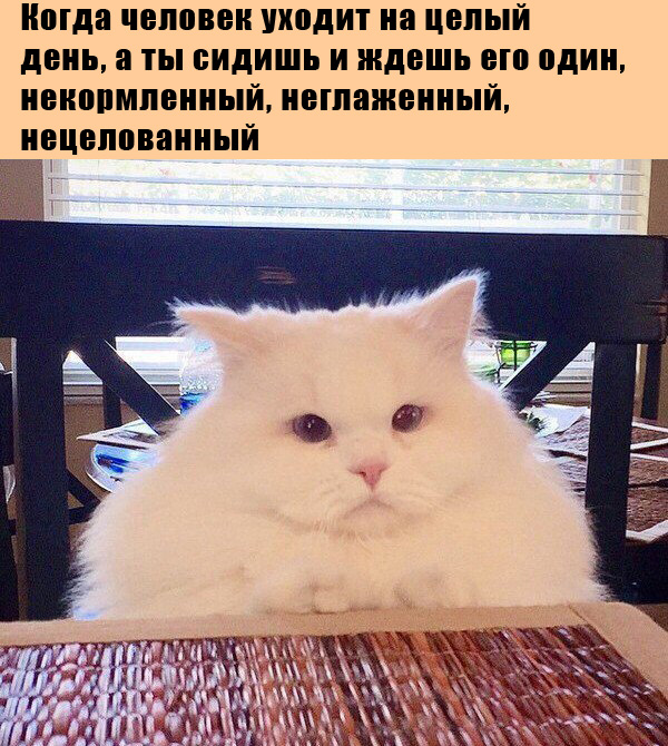 Смешные и милые животные для поднятия настроения