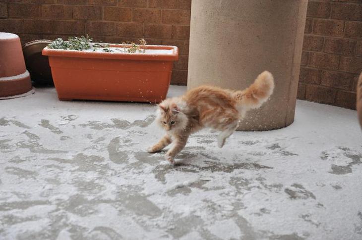 first-time-seeing-snow-animals-1__880