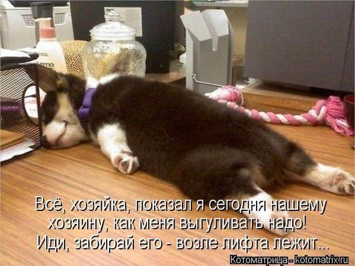 Без кота жизнь не та (50 фото ) Без кота жизнь не та (50 фото )