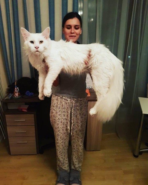 Кот Тихон, который очень любит обниматься Кот Тихон, который очень любит обниматься