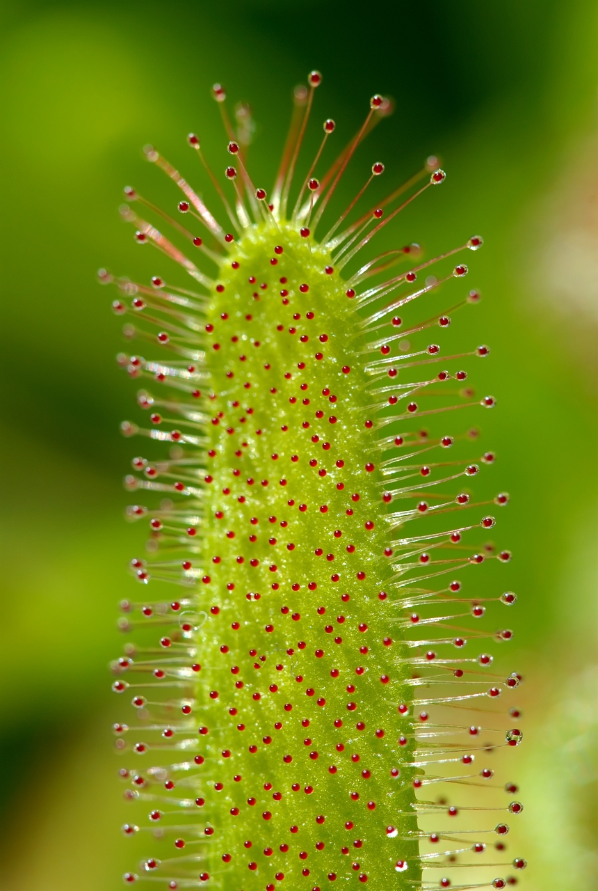 https://upload.wikimedia.org/wikipedia/commons/4/44/Drosera_capensis_Luc_Viatour.jpg