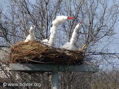 аисты прилетели