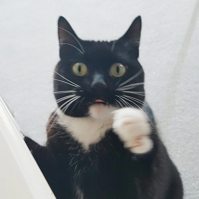Кошка, которая в шоке от всего