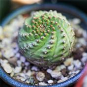 Молочай буплеурумолистный (Euphorbia bupleurifolia) Молочай буплеурумолистный (Euphorbia bupleurifolia)