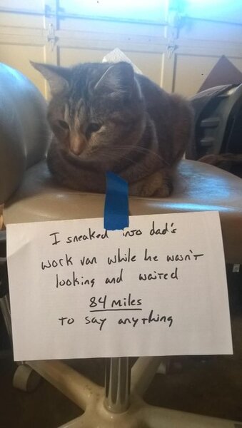 20+ котов-преступников, которых мы уже простили 20+ котов-преступников, которых мы уже простили