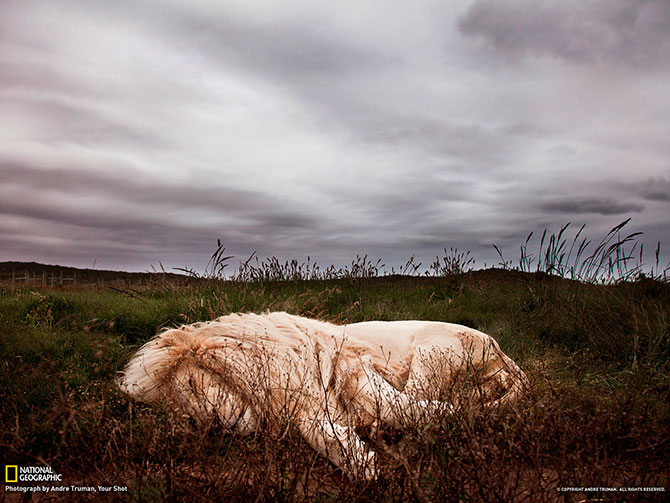 National Geographic:   