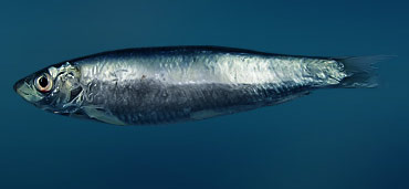 Блог сайта "zee"