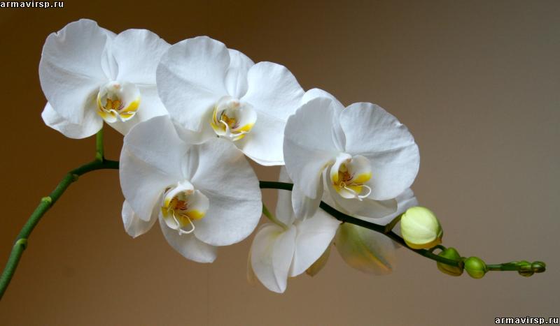 Орхидея фаленопсис белая с деткой Бронь б/у - SECOND.BY