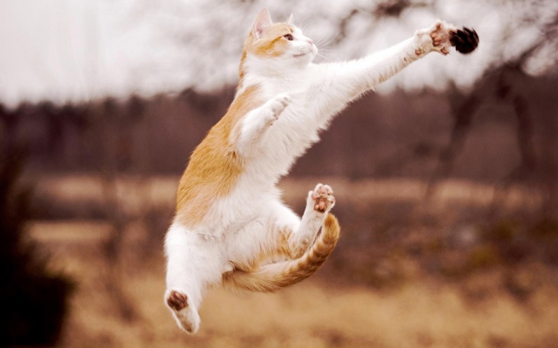 30 способов использования котов в хозяйстве kitties03 30 способов использования котов в хозяйстве