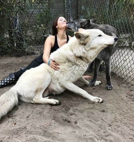 Вот это волчище. А ведь его хотели усыпить Вот это волчище! А ведь его хотели усыпить