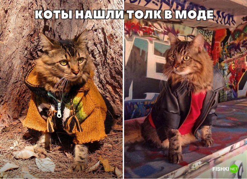 20 фотографий, доказывающих, что кошки медленно превращаются в людей 20 фотографий, доказывающих, что кошки медленно превращаются в людей кот, юмор