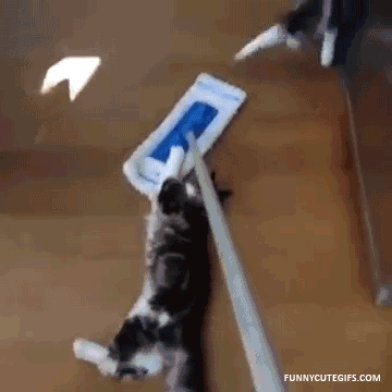 GIF-доказательство, что коты - чертовски весёлые ребята GIF коты юмор