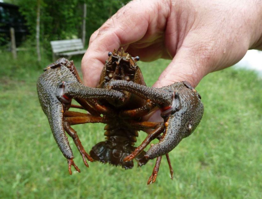 Раки, рыбалка, рецепт, блюдо, кухня