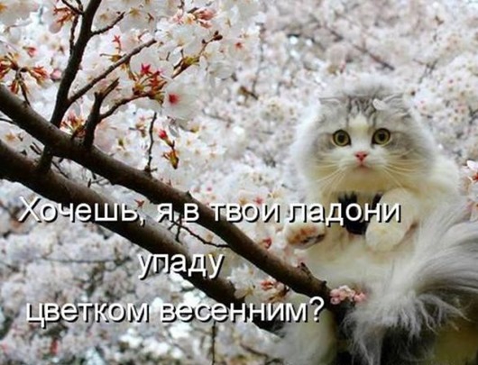 Весенний котопост животные, коты