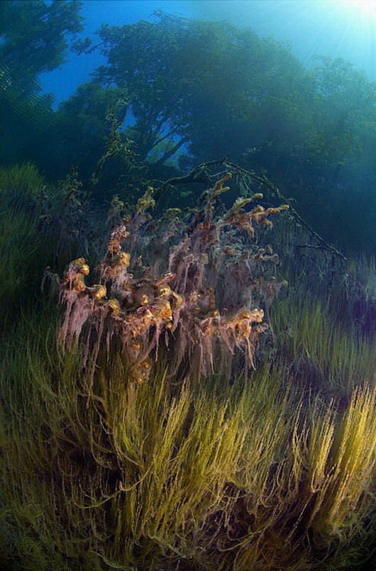 красота, россия