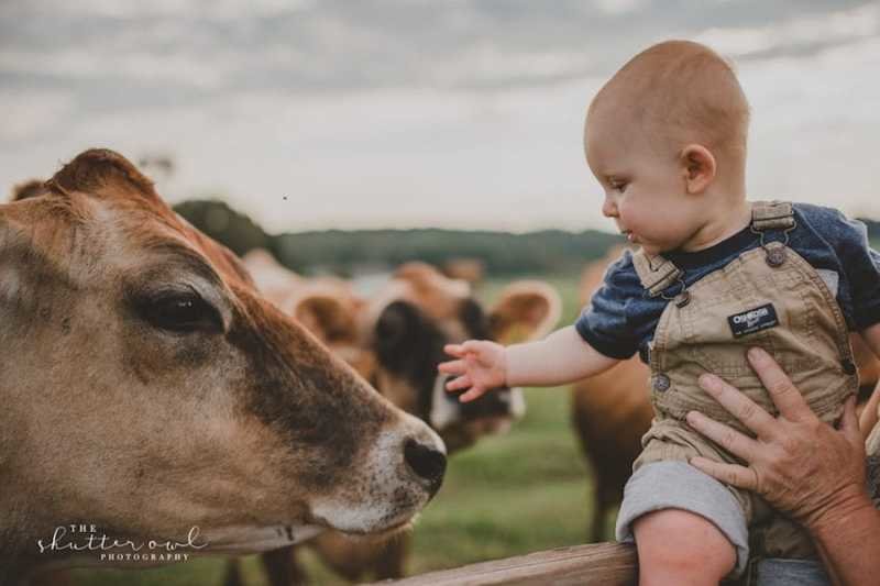 На ферме много животных - и в том числе коровы с телятами день рождения, дети и животные, малыш, младенец, теленок, ферма, фотосессия