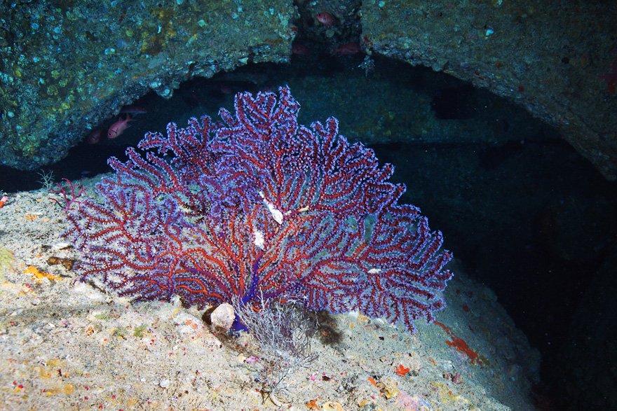 Подводный мир Красного моря Подводный мир Красного моря