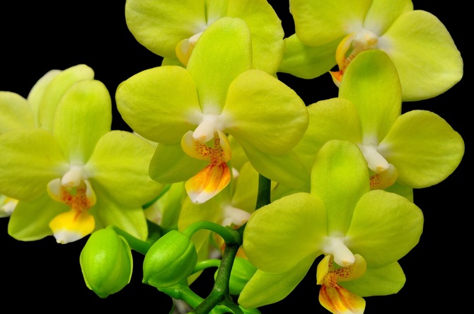 Орхидея, желтая, цветок, крупный план, ветка, черный фон обои, фото, картинки.