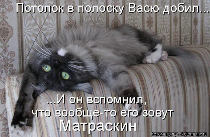Самые весёлые котоматрицы)) Самые весёлые котоматрицы))