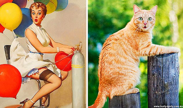 15 кошек, позирующих в стиле красоток Pin Up
