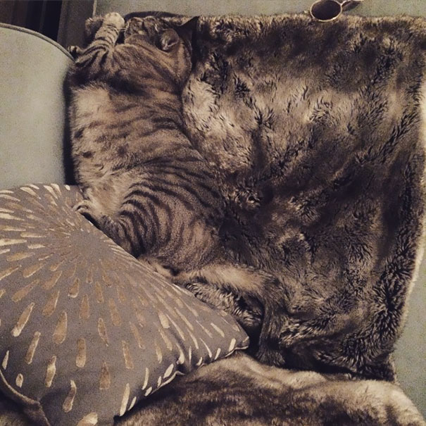 Коты — мастера камуфляжа Коты — мастера камуфляжа