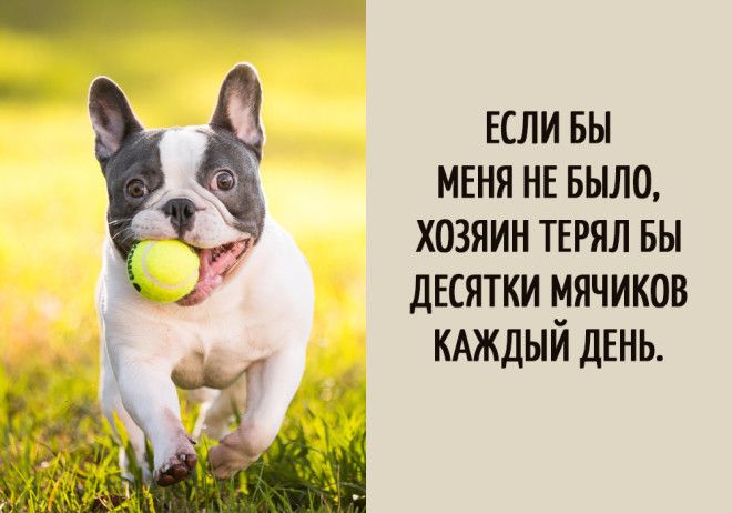 15 забавных мыслей, которые наверняка посещали каждую собаку 15 забавных мыслей, которые наверняка посещали каждую собаку