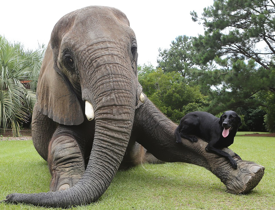 unusual-animal-friendship-71