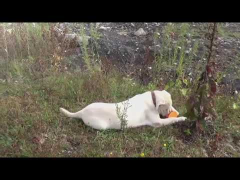 ЦВЕТЫ,ГРИБЫ,ПОМИДОРЫ,СОБАКА.Берег р.Сочи. ЦВЕТЫ,ГРИБЫ,ПОМИДОРЫ,СОБАКА.Берег р.Сочи.
