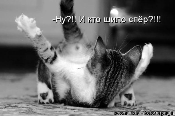 Забавные животные (50 фото) Забавные животные (50 фото)