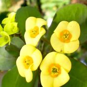Молочай Миля (Euphorbia milii) Молочай Миля (Euphorbia milii)