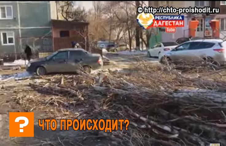 дерево придавило машину на машину упало дерево