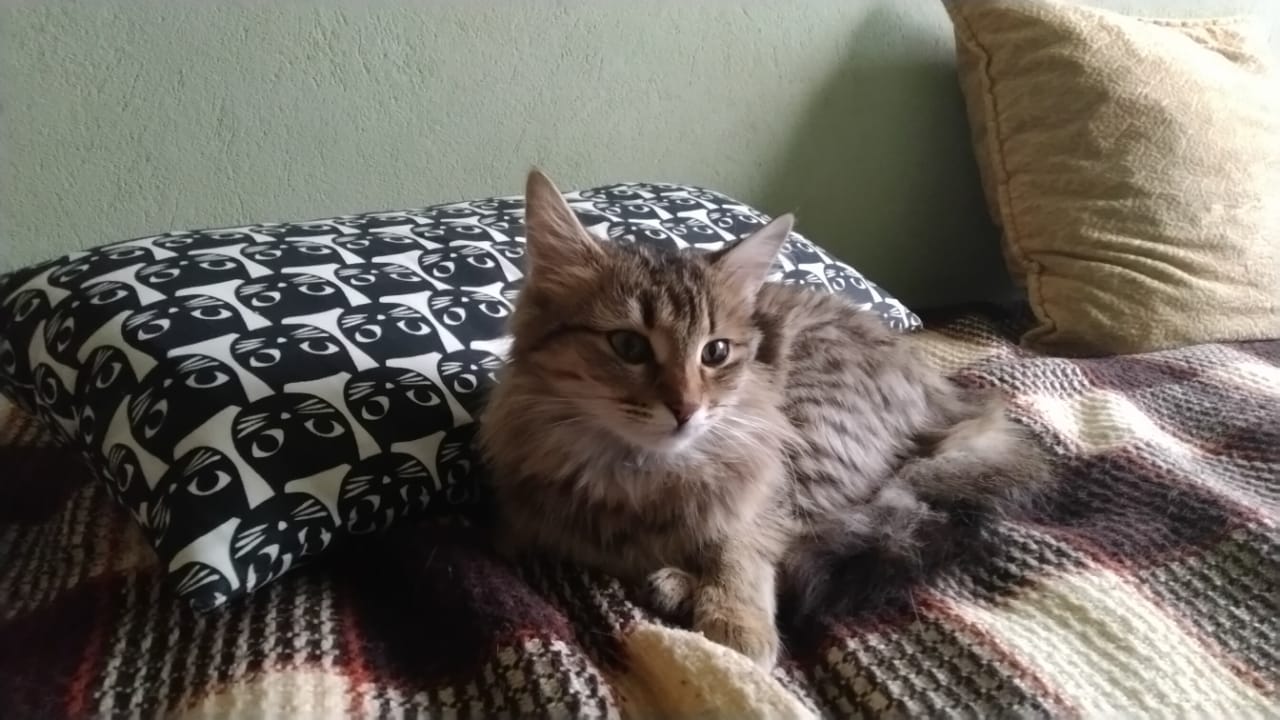 Мурчащий «моторчик» бежал за парнем до самого дома. Уличная кошка точно знала, что делала…