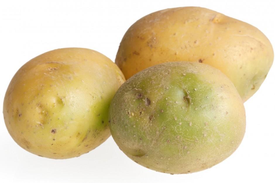 Насколько ядовит позеленевший картофель, или отравление соланином