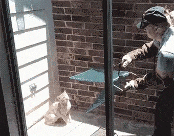 GIF-доказательство, что коты - чертовски весёлые ребята GIF коты юмор