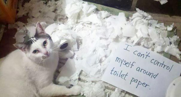 Смешные истории из жизни кошек-засранцев, за которые им должны быть стыдно кошки засранцы, кошкам стыдно, смешные истории кошек