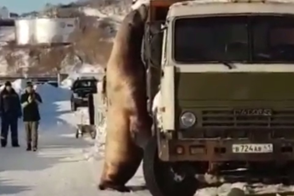 Рыба есть? А если найду! На Камчатке трехметровый сивуч вышел из воды, чтобы «ограбить» КамАЗ