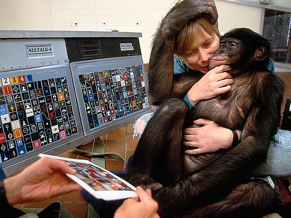 Шимпанзе Канзи