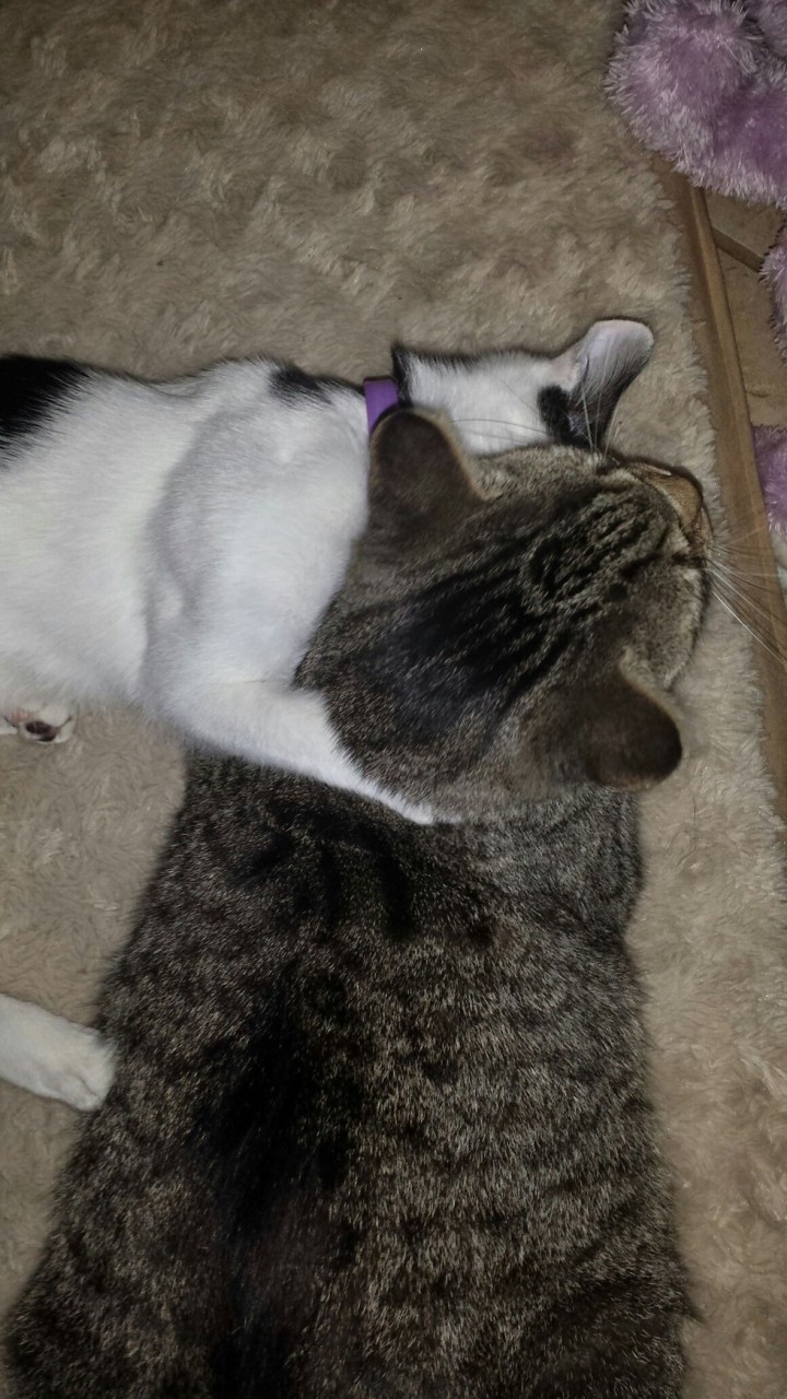 Кошка вышла на улицу поиграть и вернулась домой с котенком Кошка вышла на улицу поиграть и вернулась домой с котенком