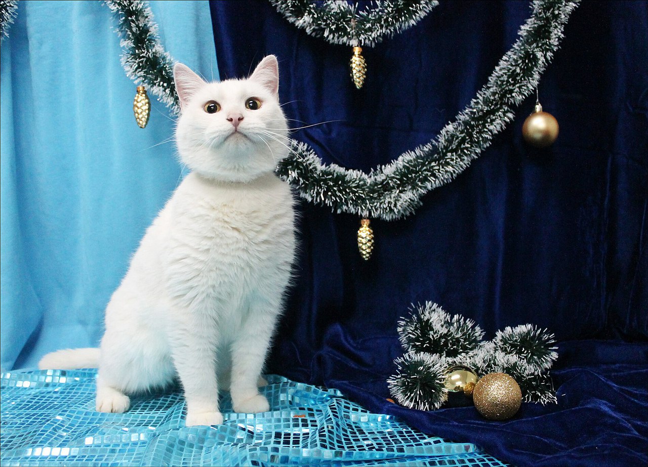 Королевская нежность! Королевская нежность!