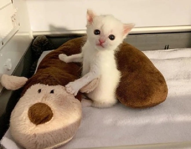 Плюшевая подушка и котенок Котенок с подушкой