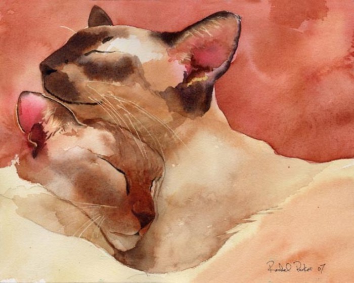 Сиамские котики. Автор: Rachel Parker. Сиамские котики. Автор: Rachel Parker.