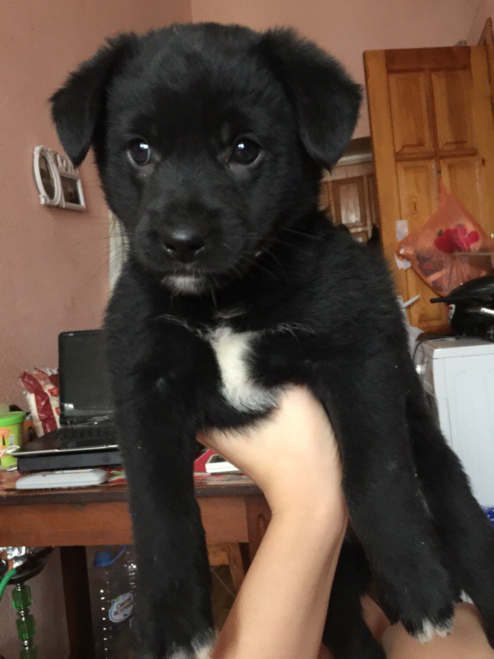 Он принес домой маленькое, мокрое, грязное чудо, которое дрожало от холода Он принес домой маленькое, мокрое, грязное чудо, которое дрожало от холода