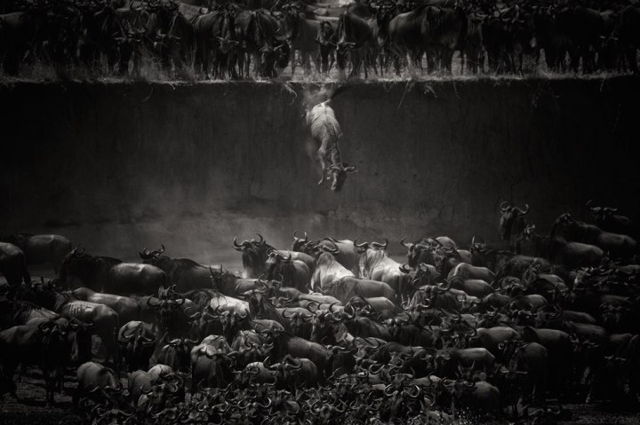 «Великая миграция», Николь Камбр national geographic
