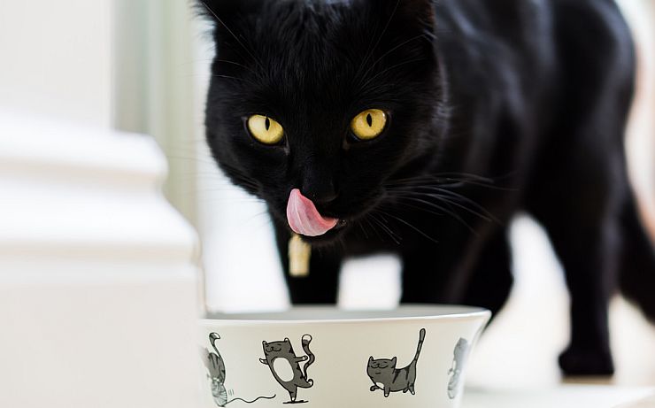 Магия кошек Магия кошек