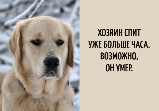 15 забавных мыслей, которые наверняка посещали каждую собаку 15 забавных мыслей, которые наверняка посещали каждую собаку
