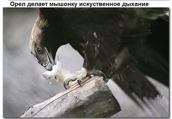 Взаимопомощь животных. Всем добра! Взаимопомощь животных. Всем добра!