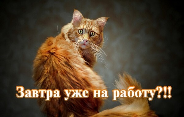 Завтра понедельник и снова на работу! Завтра понедельник и снова на работу!