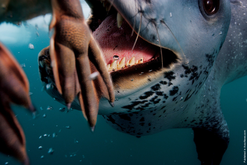 Polar Tales By Paul Nicklen. Part I