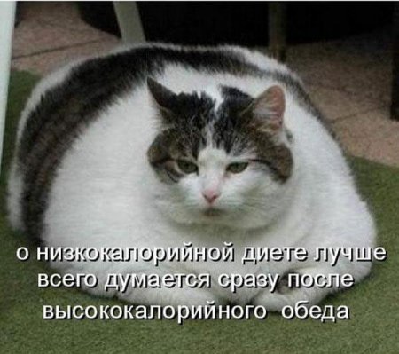 Смешные картинки о животных с подписями.